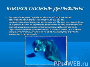 КЛЮВОГОЛОВЫЕ ДЕЛЬФИНЫ (пестрые дельфины, Серhalorhynchus) — род морских зверей п
