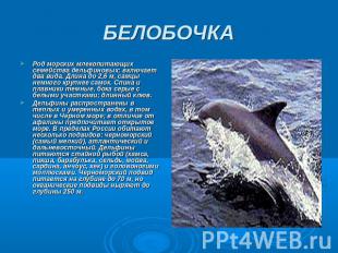 БЕЛОБОЧКА Род морских млекопитающих семейства дельфиновых; включает два вида. Дл