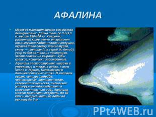 АФАЛИНА Морское млекопитающее семейства дельфиновых. Длина тела до 3,6-3,9 м, ве