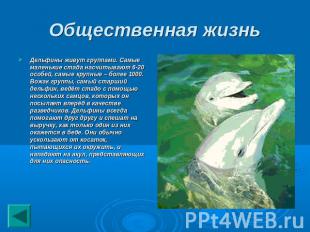 Общественная жизнь Дельфины живут группами. Самые маленькие стада насчитывают 6-