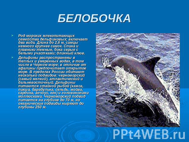 БЕЛОБОЧКА Род морских млекопитающих семейства дельфиновых; включает два вида. Длина до 2,6 м, самцы немного крупнее самок. Спина и плавники темные, бока серые с белыми участками; длинный клюв.Дельфины распространены в теплых и умеренных водах, в том…