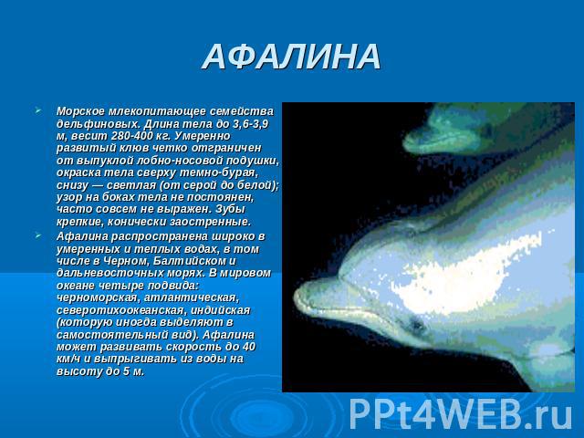 АФАЛИНА Морское млекопитающее семейства дельфиновых. Длина тела до 3,6-3,9 м, весит 280-400 кг. Умеренно развитый клюв четко отграничен от выпуклой лобно-носовой подушки, окраска тела сверху темно-бурая, снизу — светлая (от серой до белой); узор на …