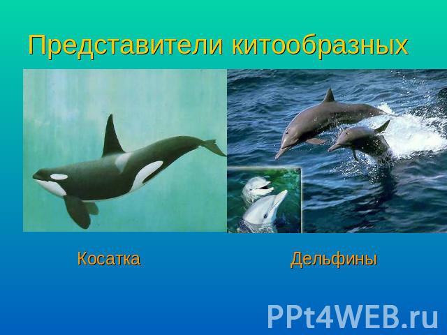 Представители китообразных Косатка Дельфины