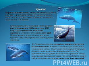 Тревога Мировая популяция синих китов уменьшилась за 30 лет в сто раз — до 1 тыс