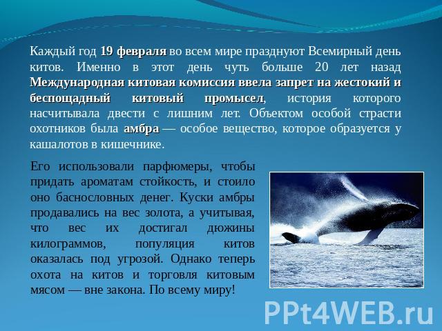 Каждый год 19 февраля во всем мире празднуют Всемирный день китов. Именно в этот день чуть больше 20 лет назад Международная китовая комиссия ввела запрет на жестокий и беспощадный китовый промысел, история которого насчитывала двести с лишним лет. …