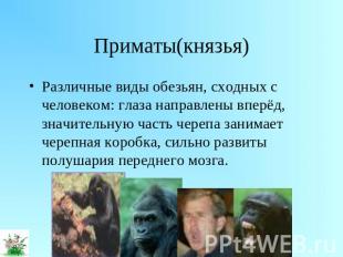 Приматы(князья) Различные виды обезьян, сходных с человеком: глаза направлены вп