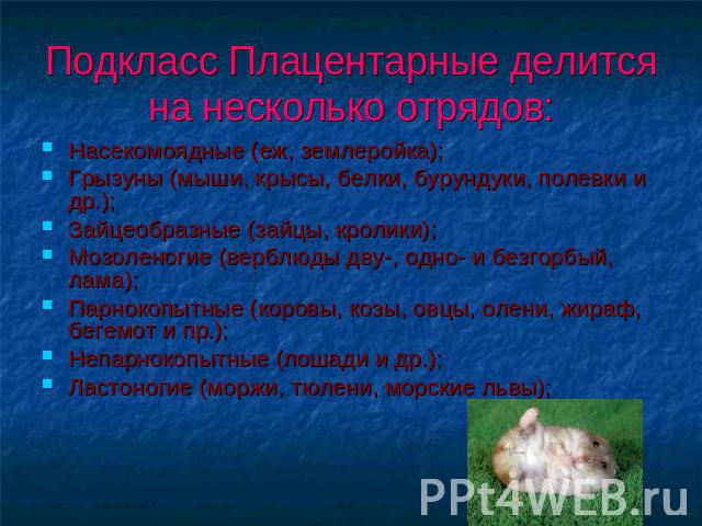 Подкласс Плацентарные делится на несколько отрядов: Насекомоядные (еж, землеройка);Грызуны (мыши, крысы, белки, бурундуки, полевки и др.);Зайцеобразные (зайцы, кролики);Мозоленогие (верблюды дву-, одно- и безгорбый, лама);Парнокопытные (коровы, козы…