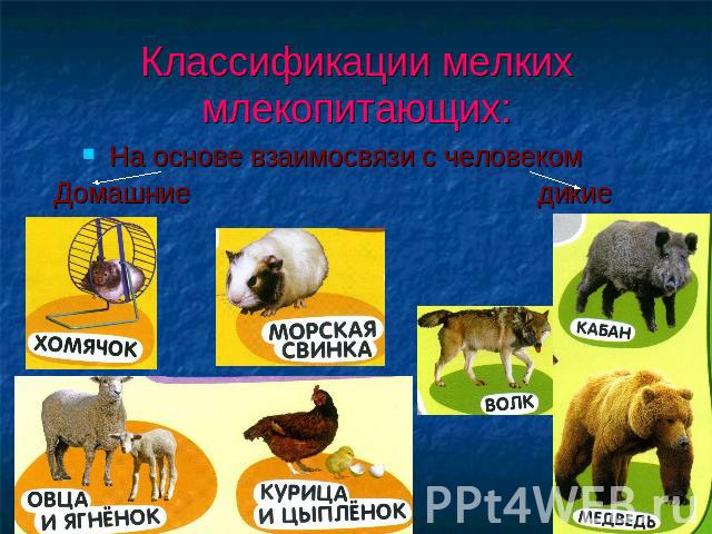 Классификации мелких млекопитающих: