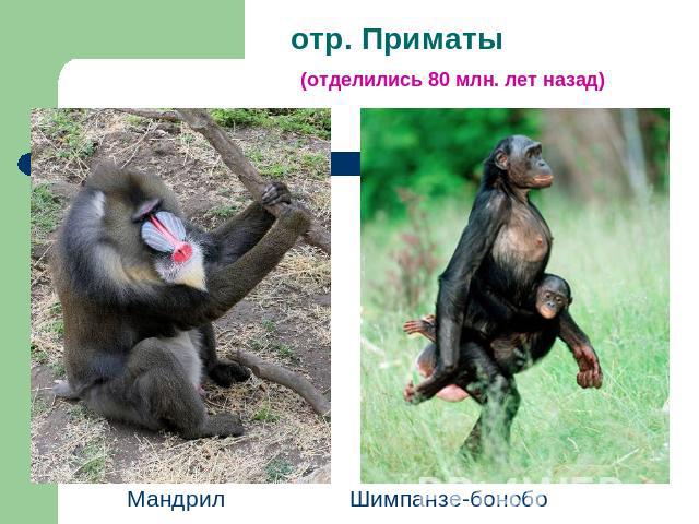 отр. Приматы (отделились 80 млн. лет назад) Мандрил Шимпанзе-бонобо