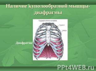 Наличие куполообразной мышцы-диафрагмы