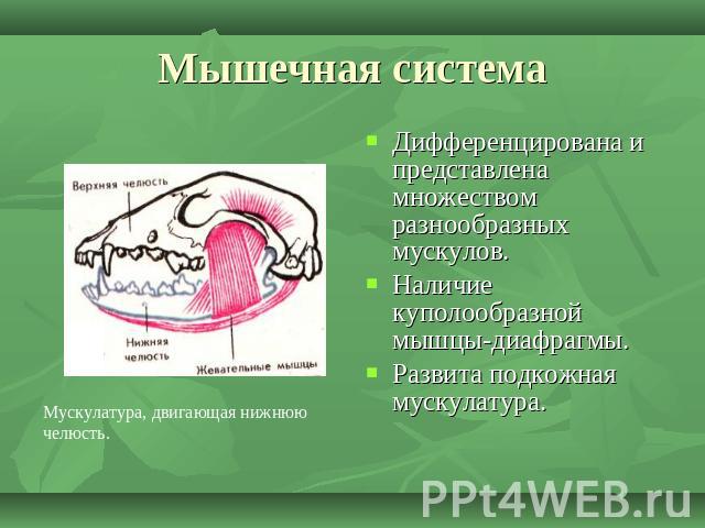 Мышечная система Дифференцирована и представлена множеством разнообразных мускулов.Наличие куполообразной мышцы-диафрагмы.Развита подкожная мускулатура.