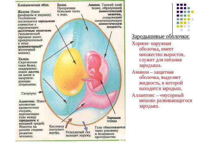 Зародышевые оболочки:Хорион- наружная оболочка, имеет множество выростов, служит для питания зародыша. Амнион – защитная оболочка, выделяет жидкость, в которой находится зародыш. Аллантоис – «мусорный мешок» развивающегося зародыш.