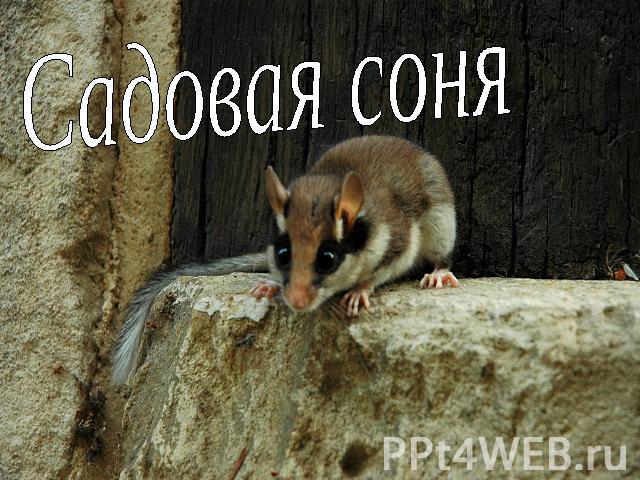 Садовая соня