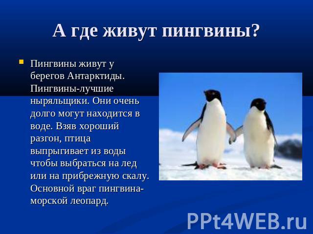 А где живут пингвины? Пингвины живут у берегов Антарктиды. Пингвины-лучшие ныряльщики. Они очень долго могут находится в воде. Взяв хороший разгон, птица выпрыгивает из воды чтобы выбраться на лед или на прибрежную скалу. Основной враг пингвина-морс…