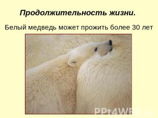 Продолжительность жизни. Белый медведь может прожить более 30 лет