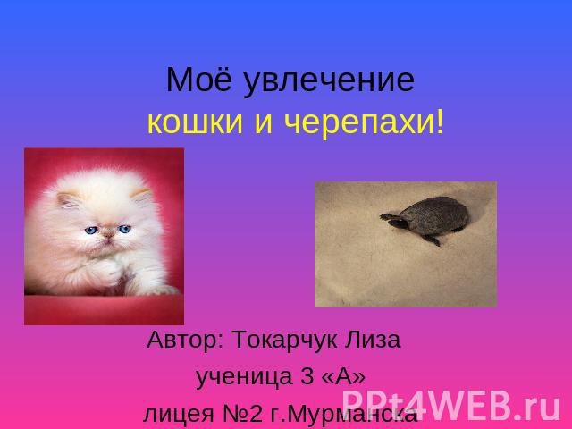 Моё увлечение кошки и черепахи! Автор: Токарчук Лиза ученица 3 «А»лицея №2 г.Мурманска