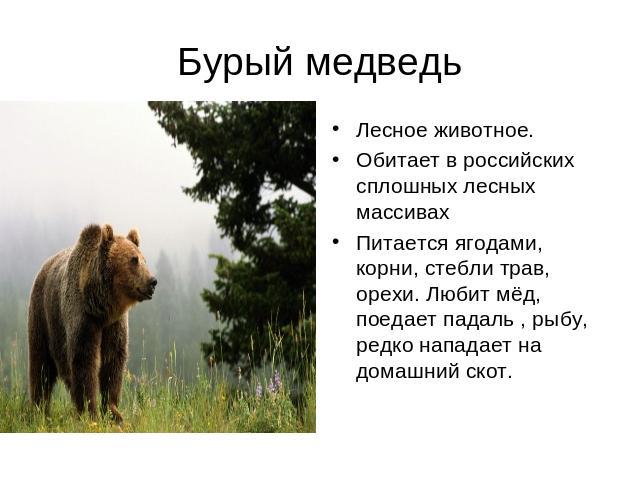 Бурый медведь Лесное животное.Обитает в российских сплошных лесных массивахПитается ягодами, корни, стебли трав, орехи. Любит мёд, поедает падаль , рыбу, редко нападает на домашний скот.