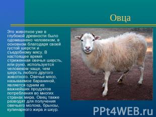 Овца Это животное уже в глубокой древности было одомашнено человеком, в основном
