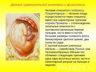 Данные сравнительной анатомии и физиологииЧеловек относится к подклассу Плацента