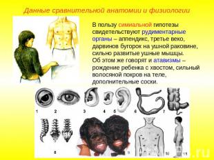 Данные сравнительной анатомии и физиологииВ пользу симиальной гипотезы свидетель