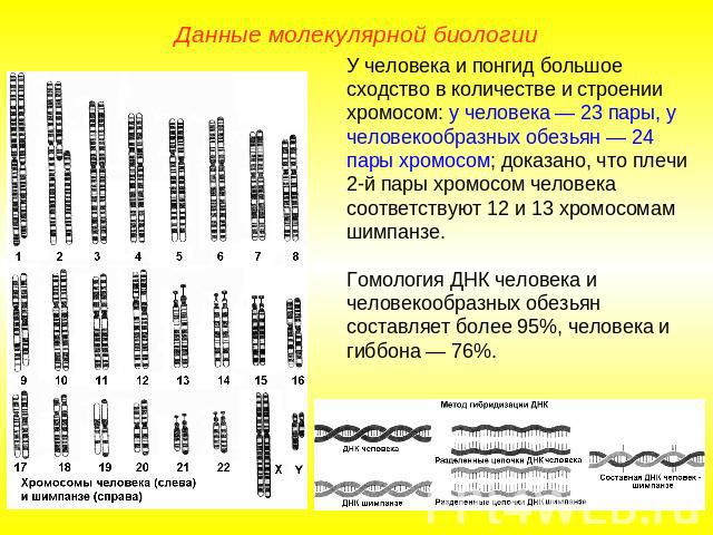 Данные молекулярной биологииУ человека и понгид большое сходство в количестве и строении хромосом: у человека — 23 пары, у человекообразных обезьян — 24 пары хромосом; доказано, что плечи 2-й пары хромосом человека соответствуют 12 и 13 хромосомам ш…