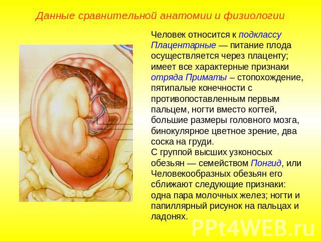 Данные сравнительной анатомии и физиологииЧеловек относится к подклассу Плацентарные — питание плода осуществляется через плаценту; имеет все характерные признаки отряда Приматы – стопохождение, пятипалые конечности с противопоставленным первым паль…