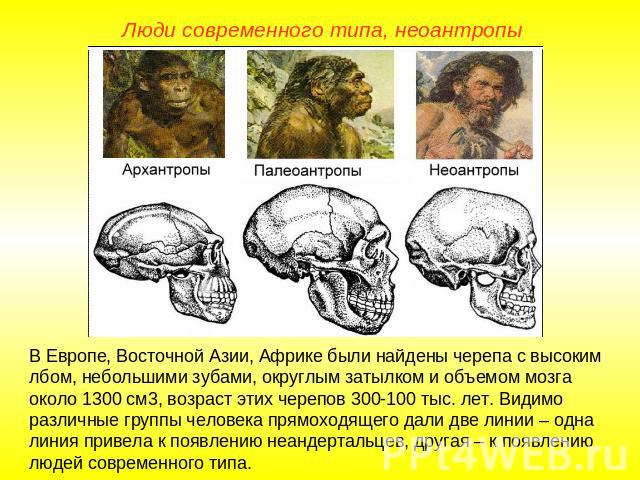Люди современного типа, неоантропы В Европе, Восточной Азии, Африке были найдены черепа с высоким лбом, небольшими зубами, округлым затылком и объемом мозга около 1300 см3, возраст этих черепов 300-100 тыс. лет. Видимо различные группы человека прям…