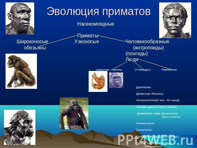 Эволюция приматов Насекомоядные ПриматыШироконосые Узконосые Человекообразные обезьяны (антропоиды) (понгиды) Люди орангутанг, гориллы, ( Гоминиды ) Рамапитеки Дриопитеки Древесные обезьяны Австралопитеки(5 млн. лет назад) Человек умелый (Homo Habel…