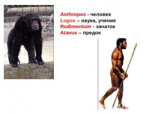 Anthropos - человекLogos – наука, учениеRudimentum - зачатокAtavus – предок