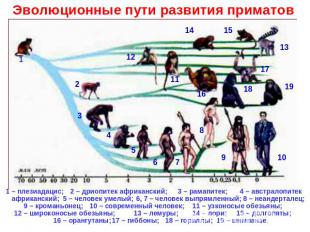 Эволюционные пути развития приматов