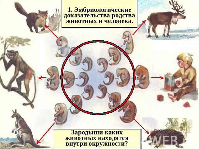 1. Эмбриологические доказательства родства животных и человека.Зародыши каких животных находятся внутри окружности?