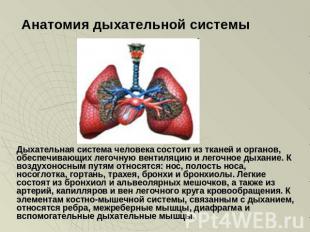 Анатомия дыхательной системы Дыхательная система человека состоит из тканей и ор