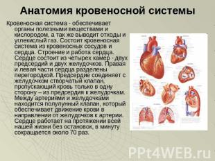 Анатомия кровеносной системы Кровеносная система - обеспечивает органы полезными