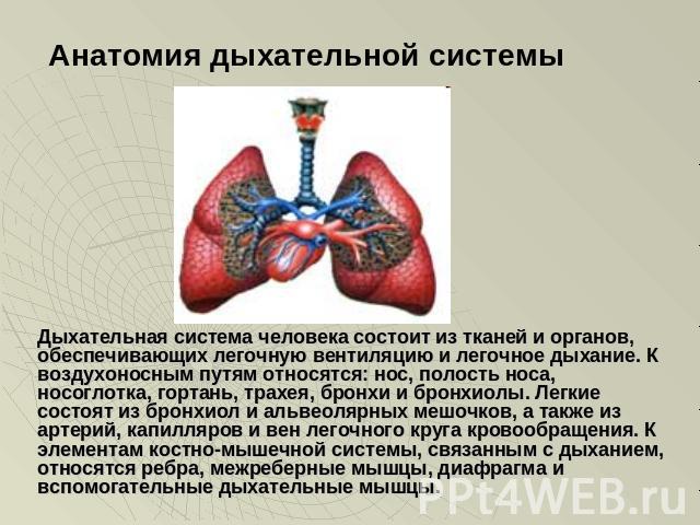Анатомия дыхательной системы Дыхательная система человека состоит из тканей и органов, обеспечивающих легочную вентиляцию и легочное дыхание. К воздухоносным путям относятся: нос, полость носа, носоглотка, гортань, трахея, бронхи и бронхиолы. Легкие…