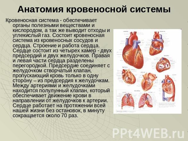 Анатомия кровеносной системы Кровеносная система - обеспечивает органы полезными веществами и кислородом, а так же выводит отходы и углекислый газ. Состоит кровеносная система из кровеносных сосудов и сердца. Строение и работа сердца. Сердце состоит…