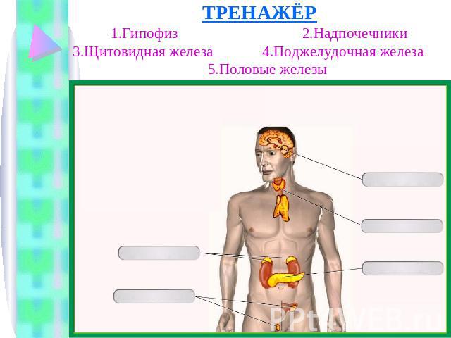 ТРЕНАЖЁР1.Гипофиз 2.Надпочечники3.Щитовидная железа 4.Поджелудочная железа 5.Половые железы