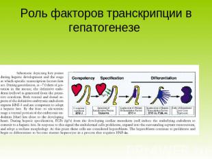 Роль факторов транскрипции в гепатогенезе