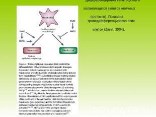 Дифференцировка гепатоцитов и холангиоцитов (клеток желчных протоков). Показана
