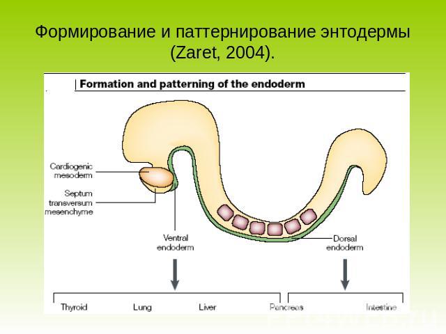 Формирование и паттернирование энтодермы (Zaret, 2004).