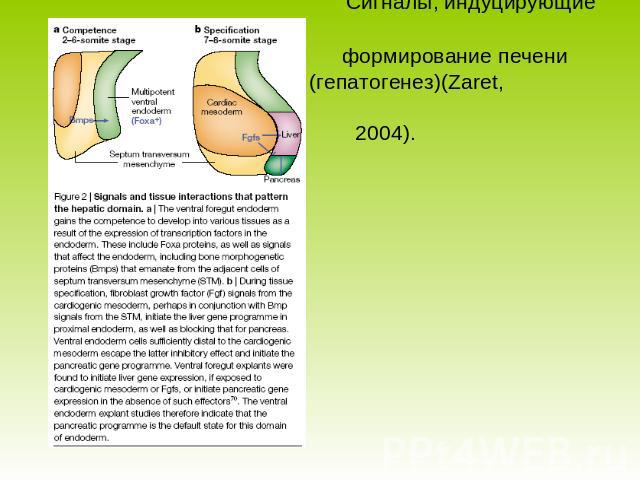 Сигналы, индуцирующие формирование печени (гепатогенез)(Zaret, 2004).