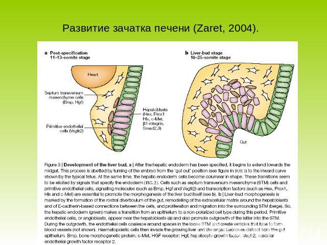 Развитие зачатка печени (Zaret, 2004).