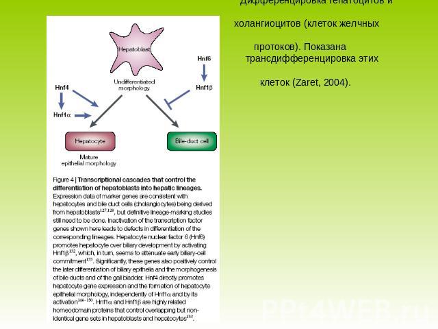 Дифференцировка гепатоцитов и холангиоцитов (клеток желчных протоков). Показана трансдифференцировка этих клеток (Zaret, 2004).