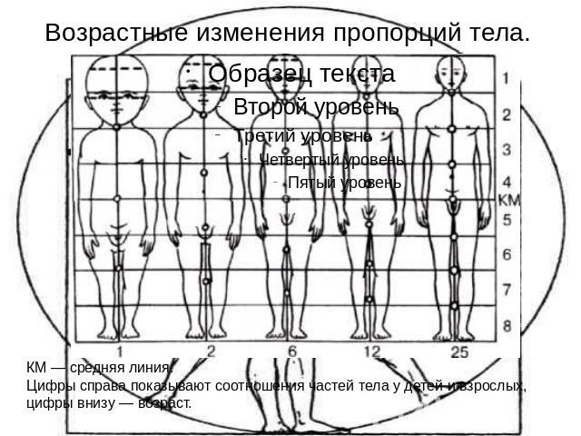 Возрастные изменения пропорций тела. КМ — средняя линия. Цифры справа показывают соотношения частей тела у детей и взрослых, цифры внизу — возраст.