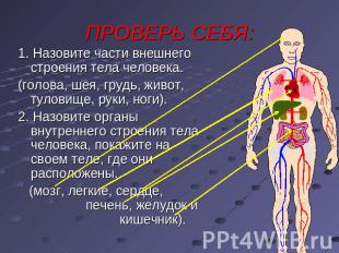 ПРОВЕРЬ СЕБЯ: 1. Назовите части внешнего строения тела человека.(голова, шея, гр