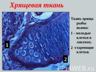 Хрящевая ткань Ткань хряща рыбы вьюна:1 - молодые клетки в лакунах;2 -стареющие