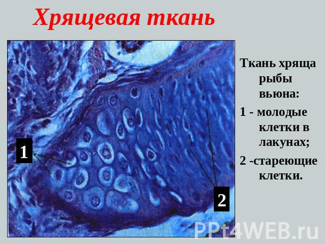 Хрящевая ткань Ткань хряща рыбы вьюна:1 - молодые клетки в лакунах;2 -стареющие клетки.