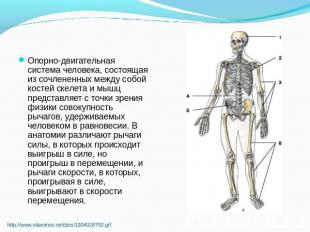 Опорно-двигательная система человека, состоящая из сочлененных между собой косте