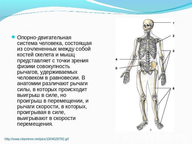 Опорно-двигательная система человека, состоящая из сочлененных между собой костей скелета и мышц представляет с точки зрения физики совокупность рычагов, удерживаемых человеком в равновесии. В анатомии различают рычаги силы, в которых происходит выи…