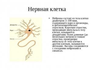 Нервная клетка Нейроны состоят из тела клетки диаметром 3–100 мкм, содержащего я