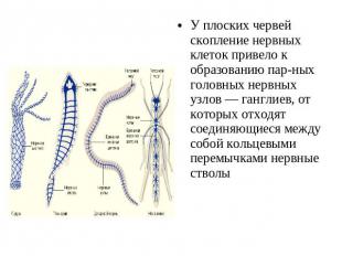 У плоских червей скопление нервных клеток привело к образованию парных головных